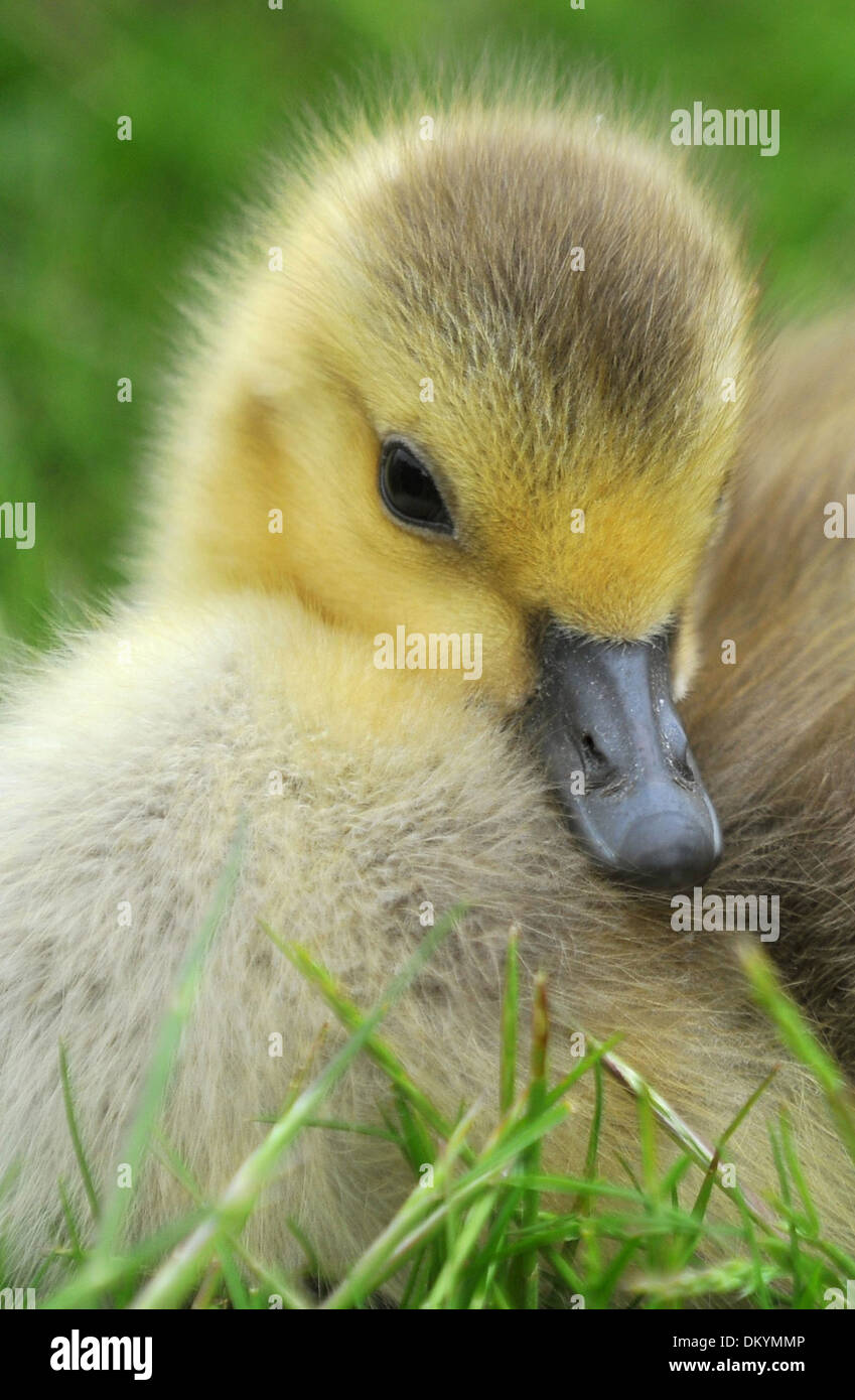 Zwei Tage alten Kanada Gänse Entlein Stockfoto