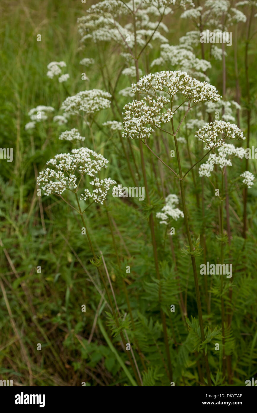 Blume und Blatt Baldrian auf Hintergrund grün Stockfoto