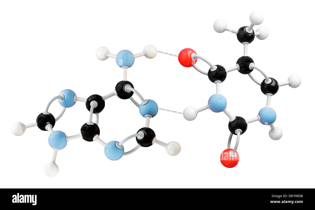 Molekül-Modell zeigt Thymin-Adenin Interaktion Stockfoto