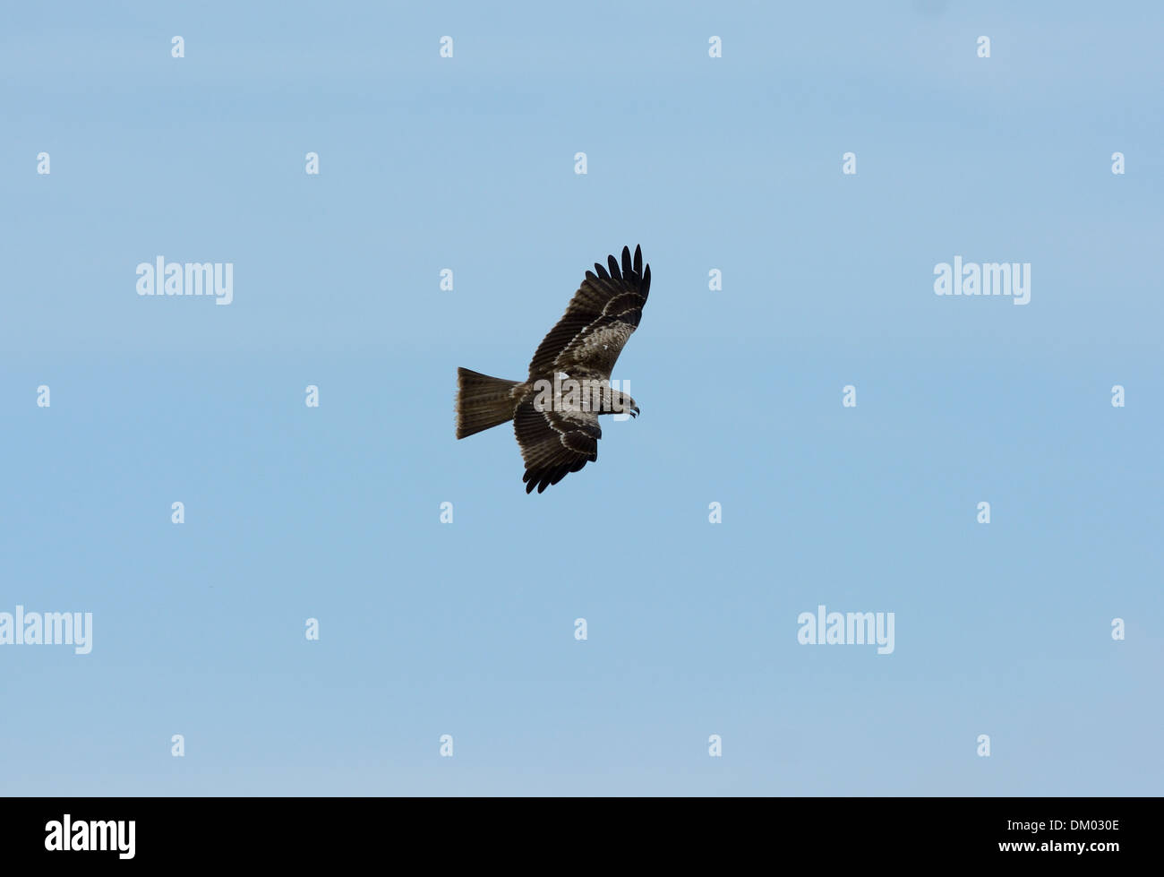 schön allein Schwarzmilan (Milvus Migrans) fliegen in den Himmel Stockfoto schön allein Schwarzmilan (Milvus Migrans) fliegen in den Himmel Stockfoto