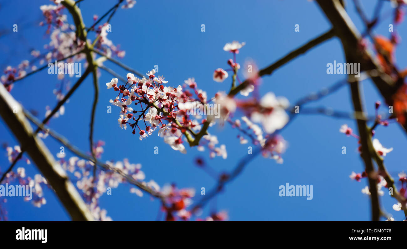 Blume im Frühling Stockfoto