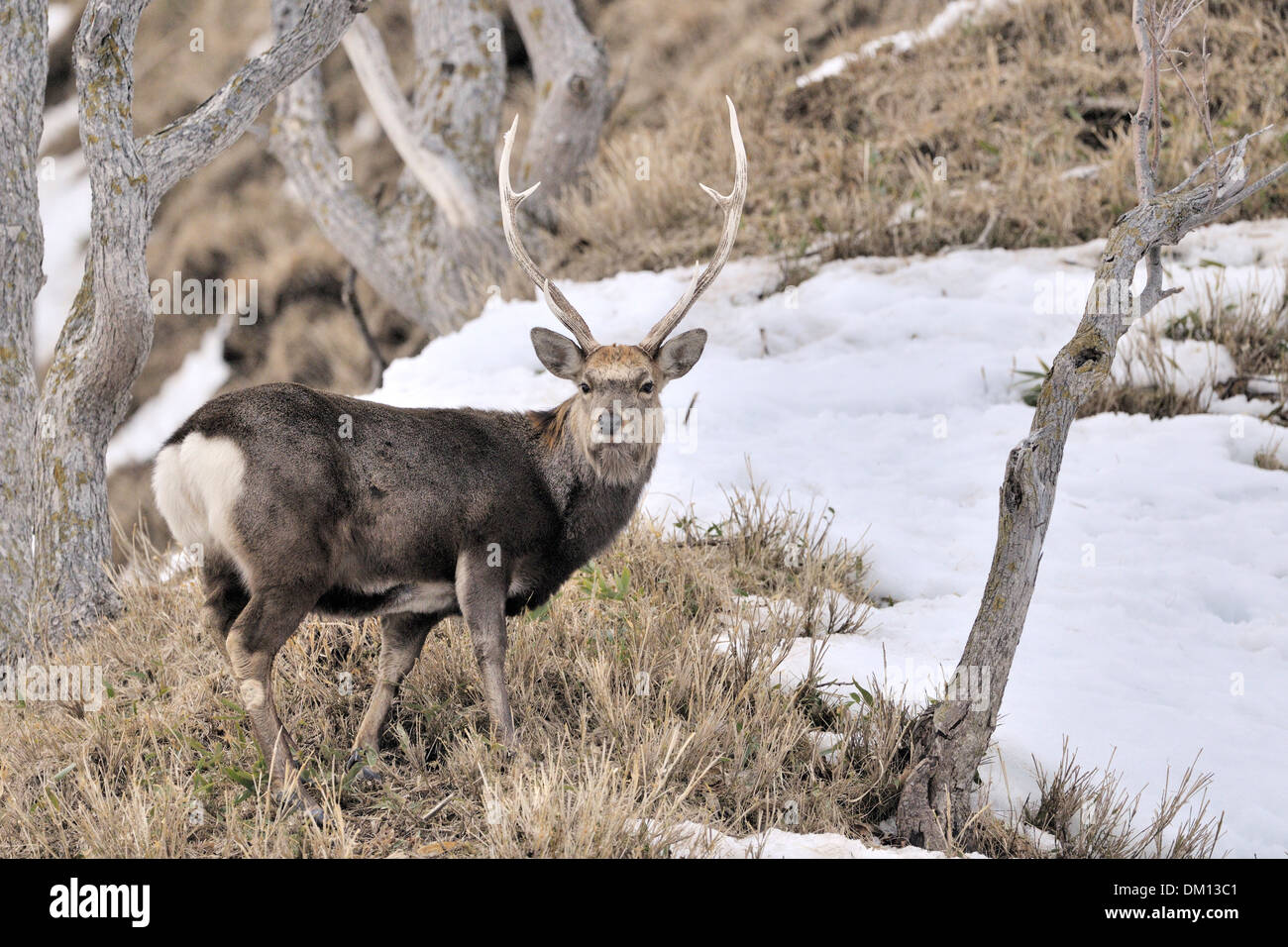 Sika Rotwild (Cervus Nippon) Blick in die Kamera, stehend auf einem Hilside, Rausu, Hokkaido, Japan. Stockfoto