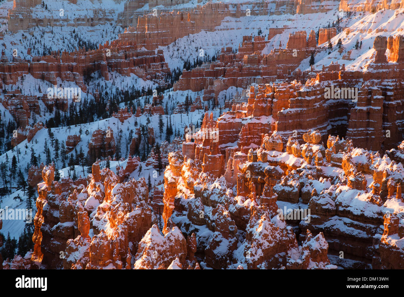 die Hoodoos im Amphitheater des Bryce Canyon im Winter an der Dämmerung, Utah, USA Stockfoto