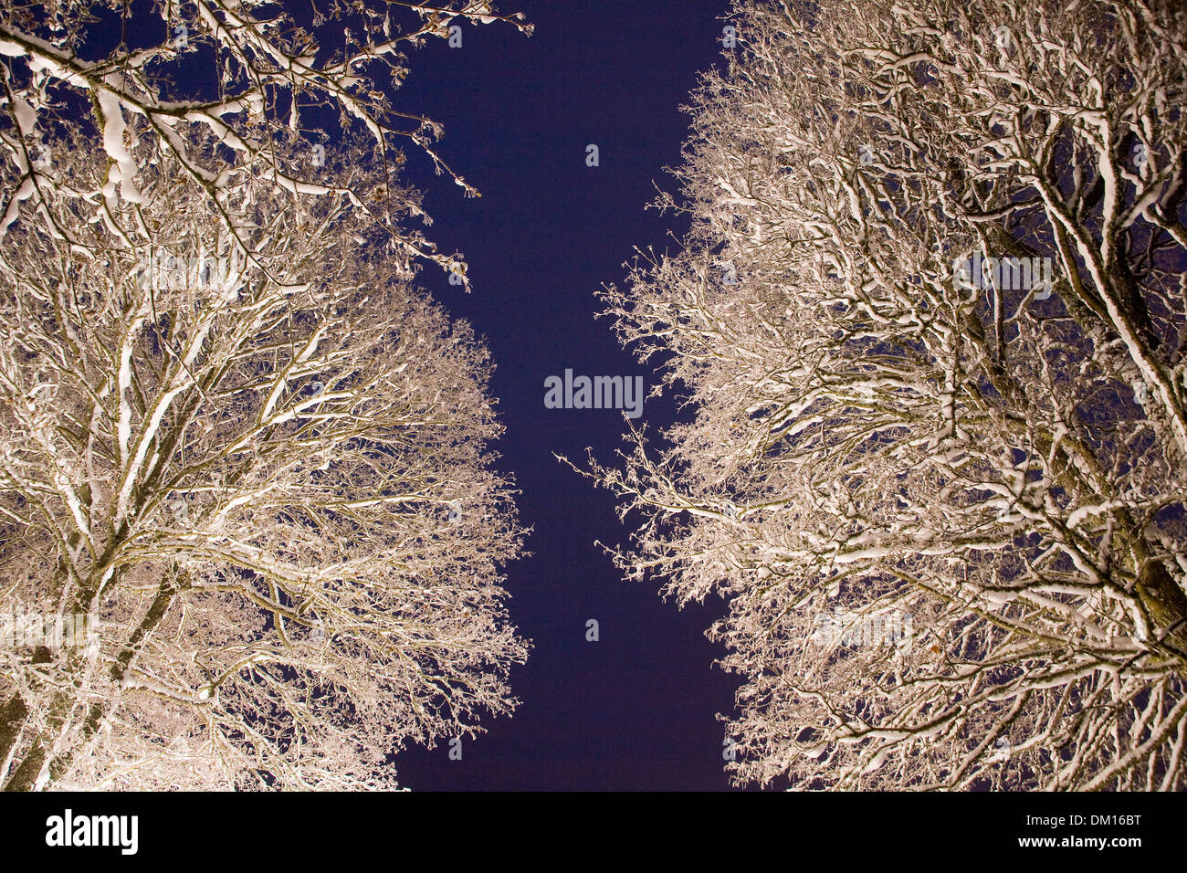 Frostigen Winter Schnee Bäume beleuchtet am Nachthimmel Schweden Stockfoto