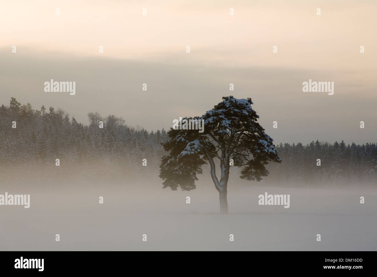 Einsame Kiefer Pinus Sylvestris in Nebel Nebel Nebel Schweden Stockfoto