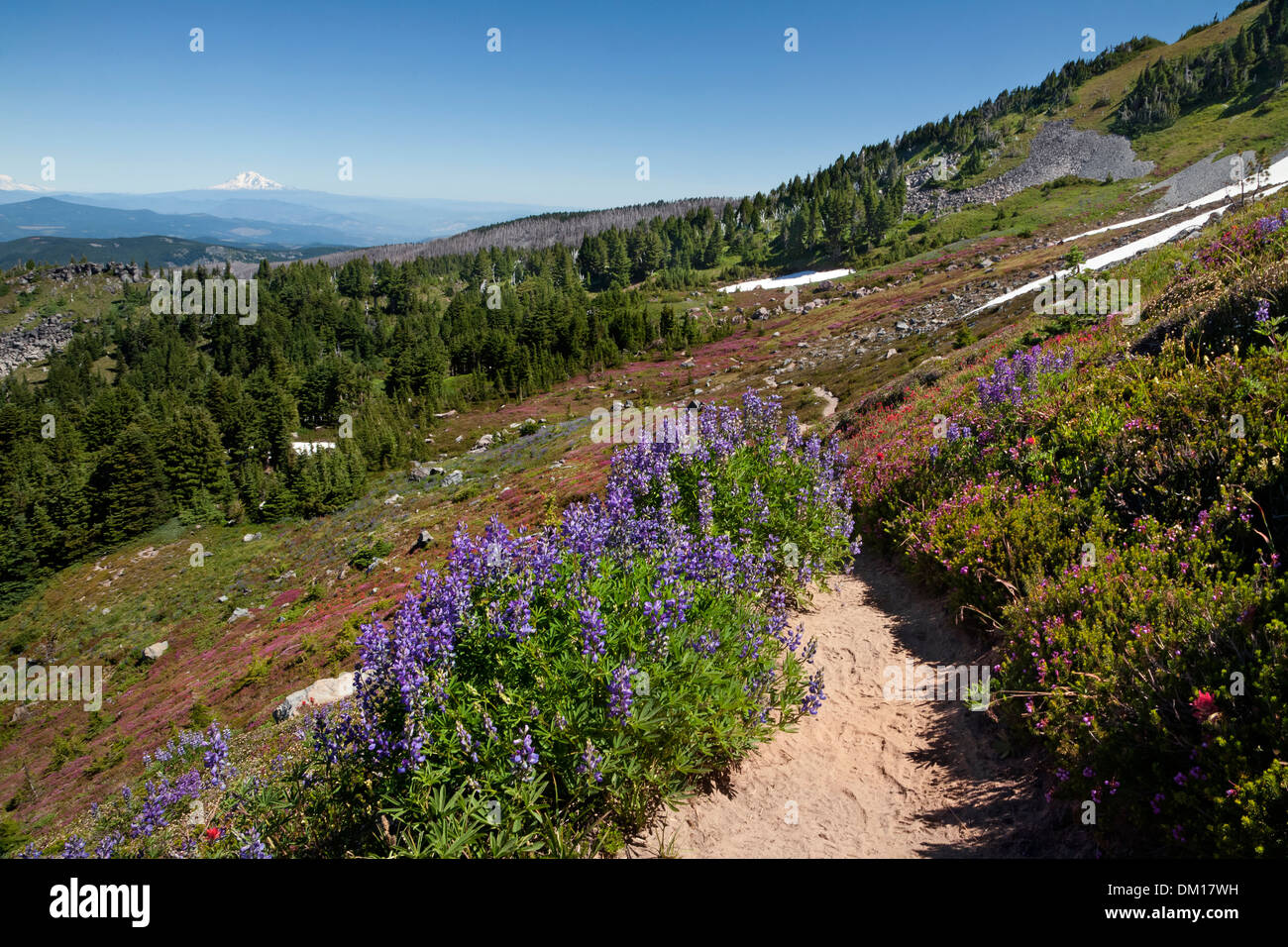 OREGON - bunte Pinsel und Heather auf einer Wiese entlang der McNeil Point Trail in die Mount Hood Wilderness Area. Stockfoto