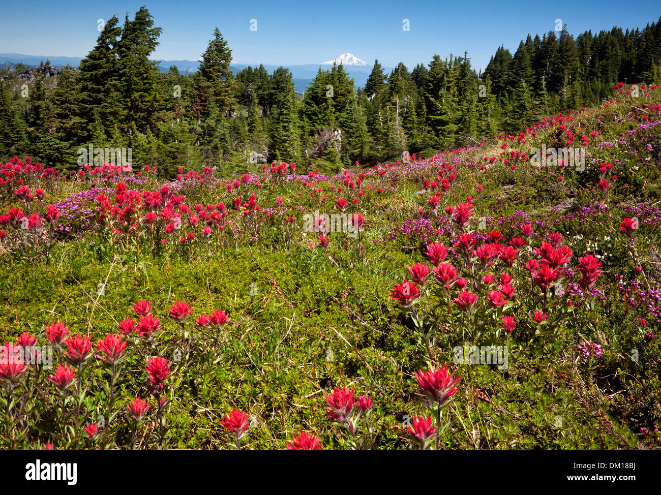 OREGON - bunte Pinsel und Heather auf einer Wiese entlang der McNeil Point Trail in die Mount Hood Wilderness Area. Stockfoto