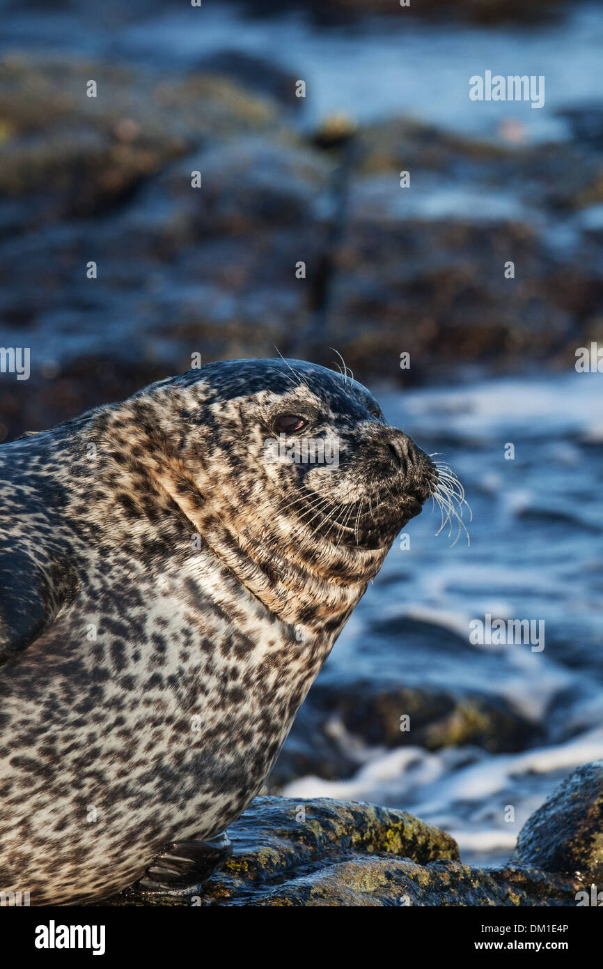 Gemeinsamen Dichtung auch bekannt als Hafen (oder Hafen) Dichtung Phoca Vitulina, Shetland, Schottland Stockfoto