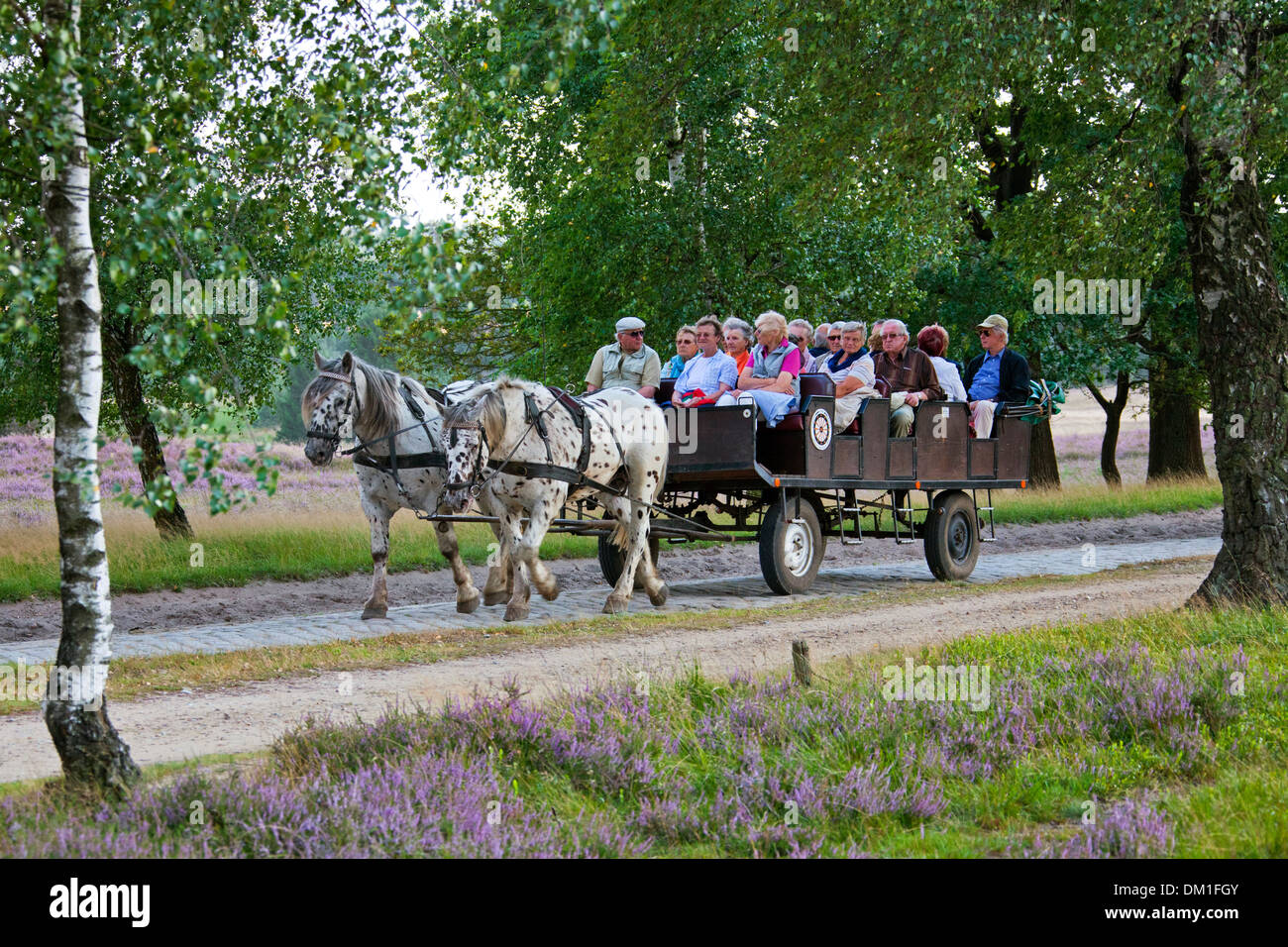 Pferdekutsche mit Touristen fahren durch Lüneburg Heath / Lunenburg Heathland im Sommer mit Heidekraut blühen, Deutschland Stockfoto
