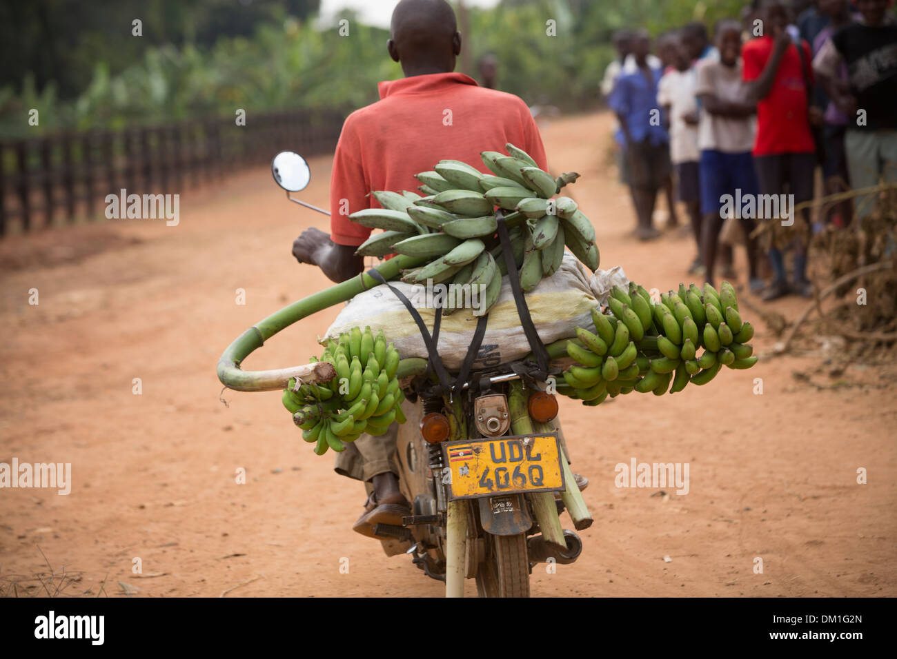 Bananen auf dem Rücken eines Motorrades in der Nähe von Kampala, Uganda. Stockfoto