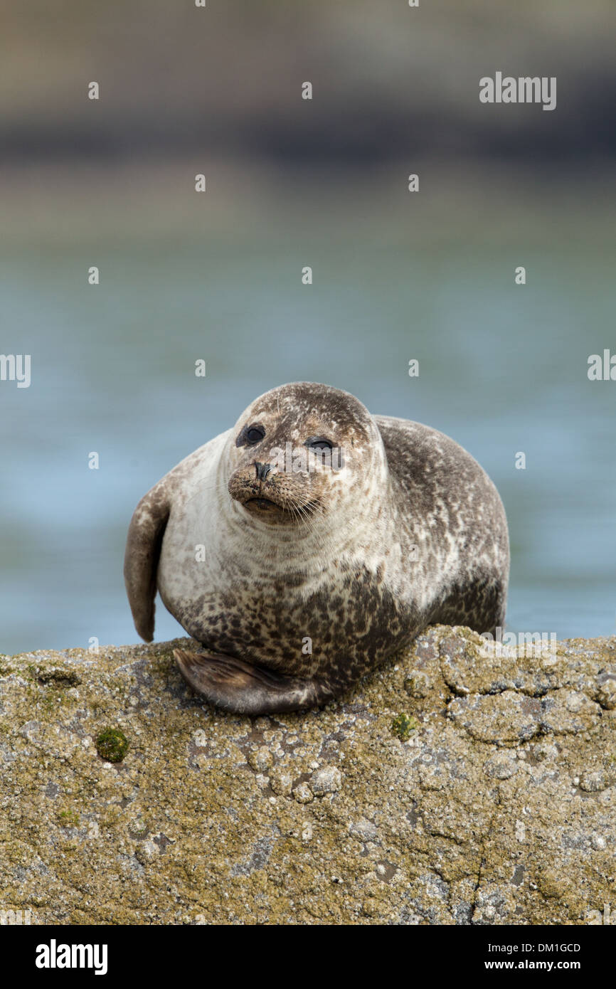 Gemeinsamen Dichtung auch bekannt als Hafen (oder Hafen) Dichtung Phoca Vitulina, Shetland, Schottland Stockfoto