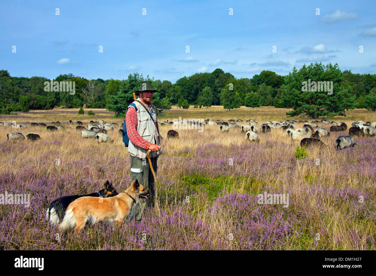 Hirte mit Hütehunde Hüten der Herde von Heidschnucke, Heide Schafe am Lüneburg Heath / Lunenburg Heathland im Sommer, Deutschland Stockfoto