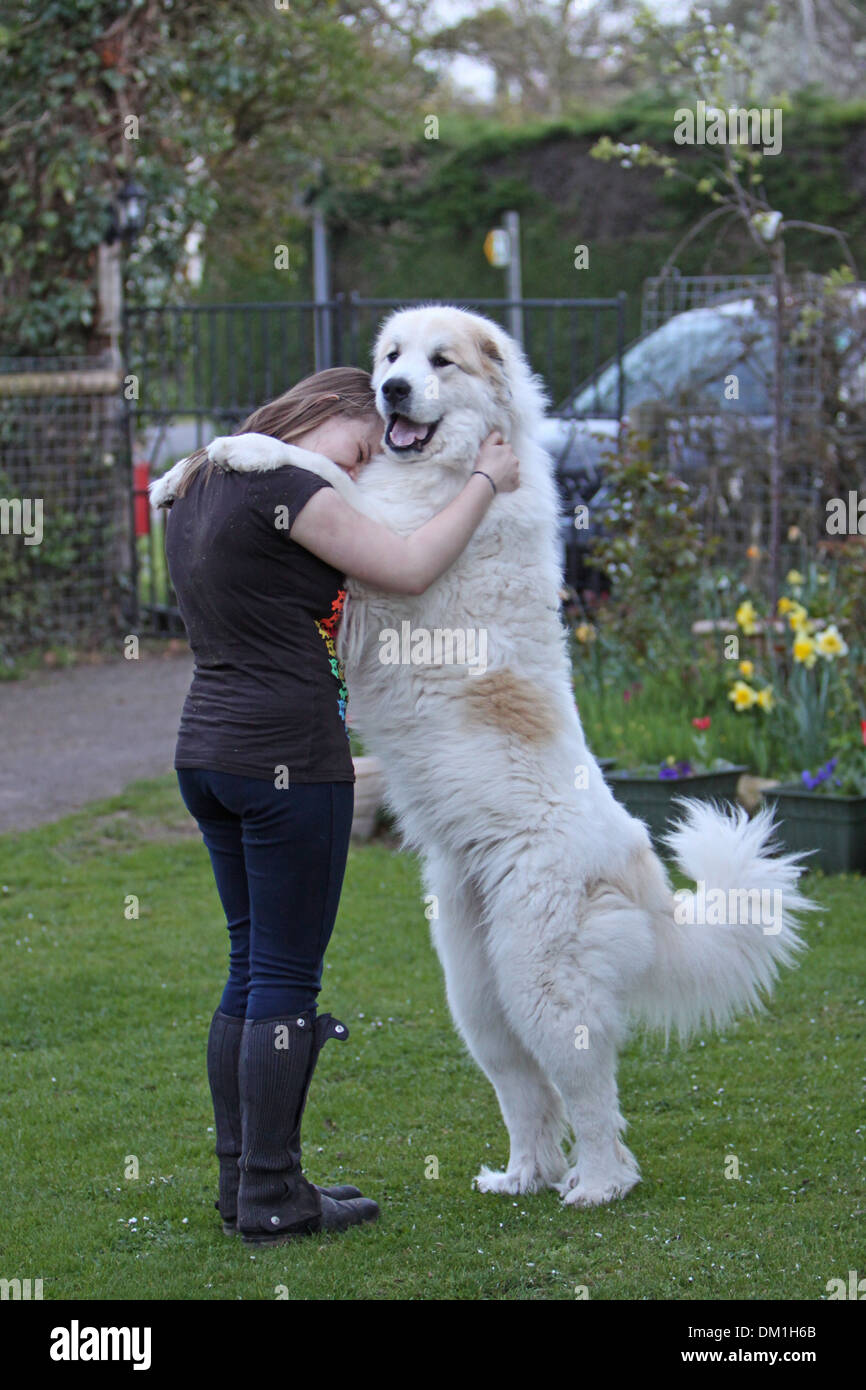 Pyrenäen-Berg Hund stehend auf Hinterbeinen gegen ein Teenager-Mädchen  Stockfotografie - Alamy