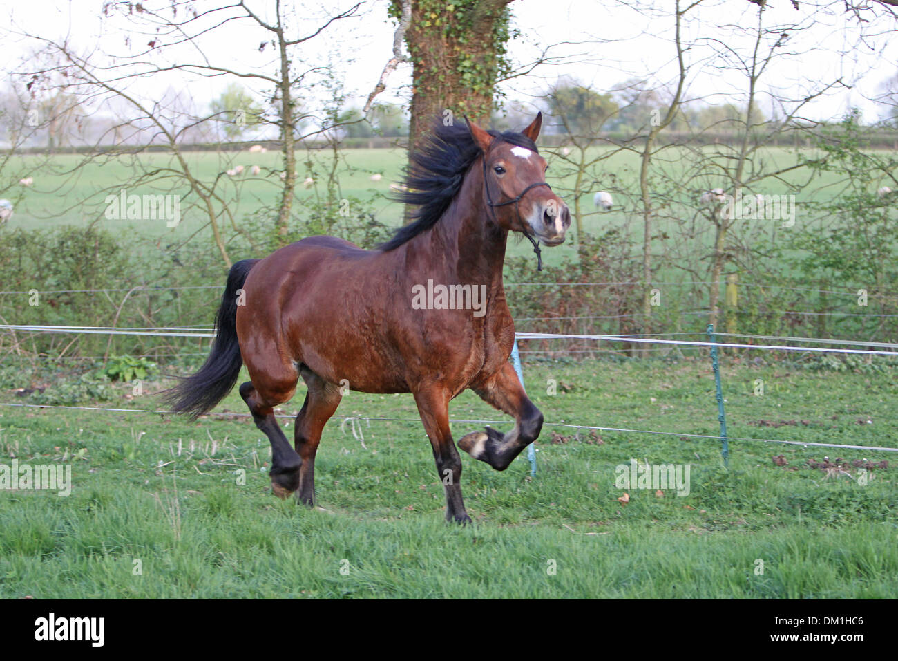 Eine schöne Bucht Welsh Cob Trab auf seinem Gebiet Stockfoto