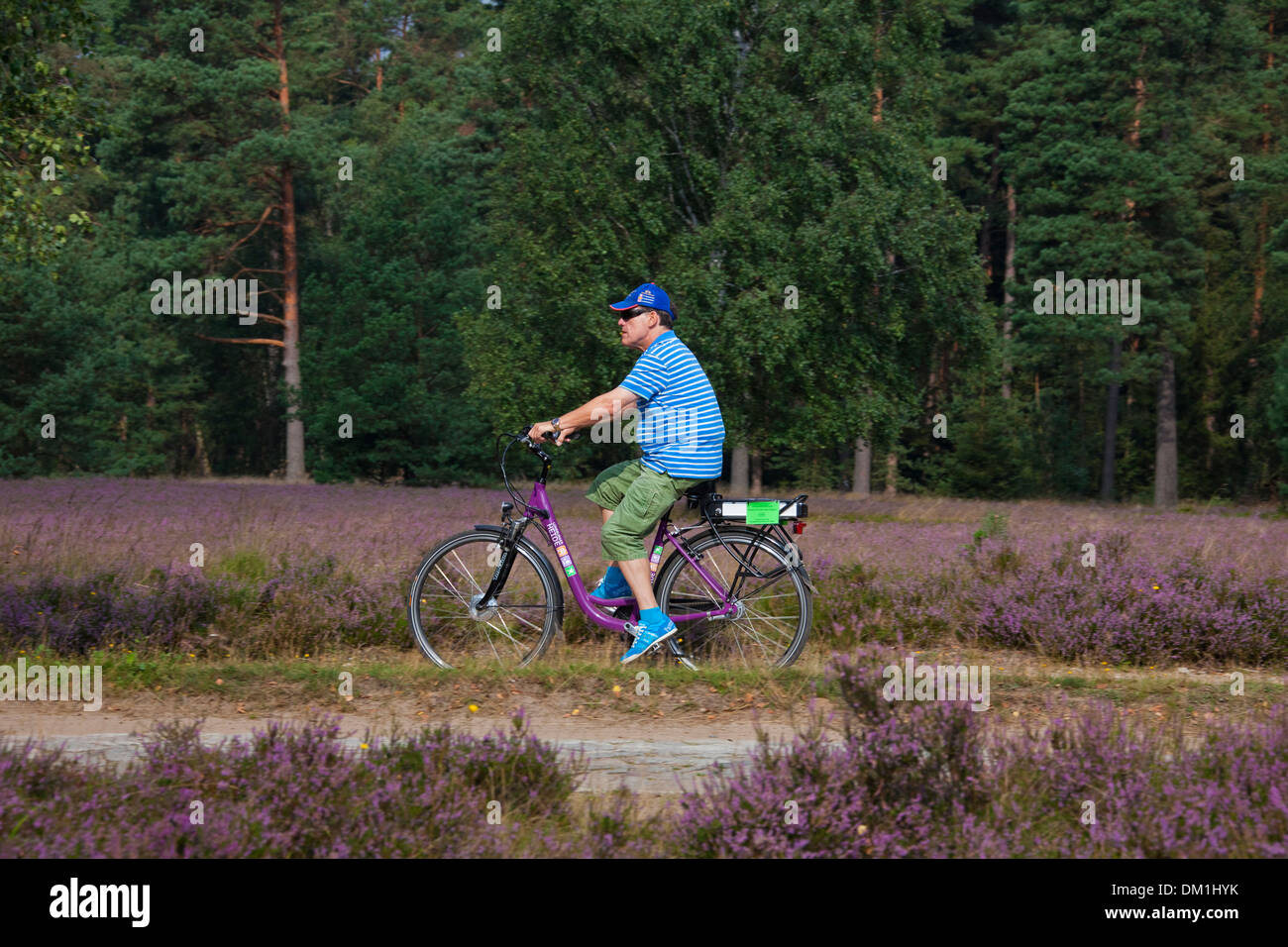 Touristen auf Elektro-Fahrrad Radfahren durch die Lüneburg Heath / Lunenburg Heathland im Sommer mit Heidekraut blühen, Deutschland Stockfoto