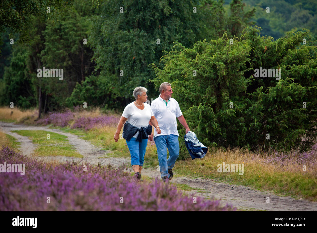 Älteres Ehepaar zu Fuß durch die Lüneburg Heath / Lunenburg Heathland im Sommer mit Heidekraut blühen, Niedersachsen, Deutschland Stockfoto