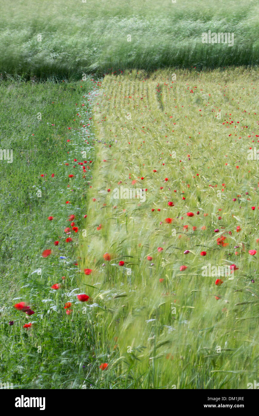 Klatschmohn im Gerstenfeld in der Nähe von Campi, Umbrien, Italien Stockfoto