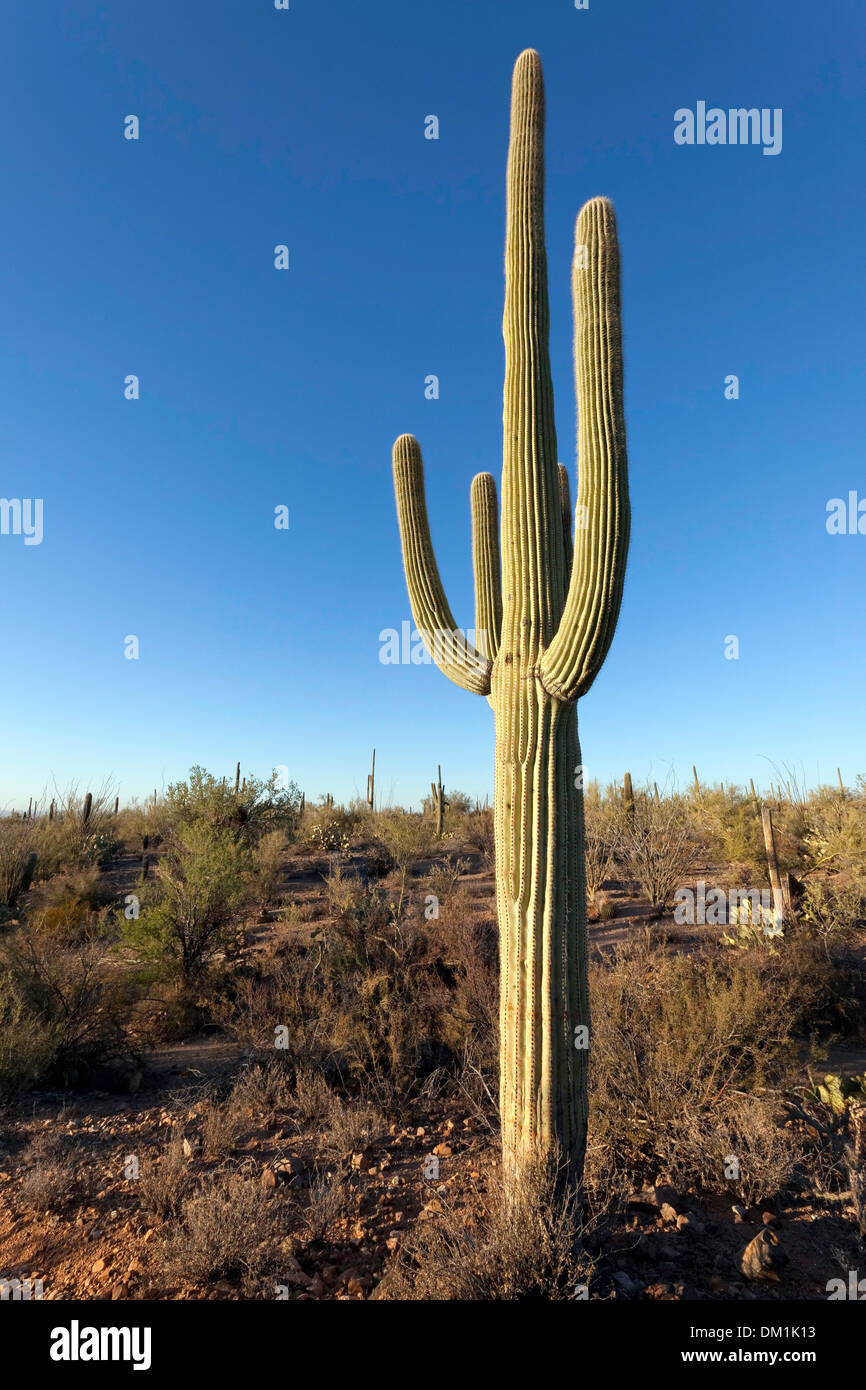 Einsamer Saguaro Kaktus (Carnegiea Gigantea), Saguaro West National Park, Tucson, Arizona Stockfoto