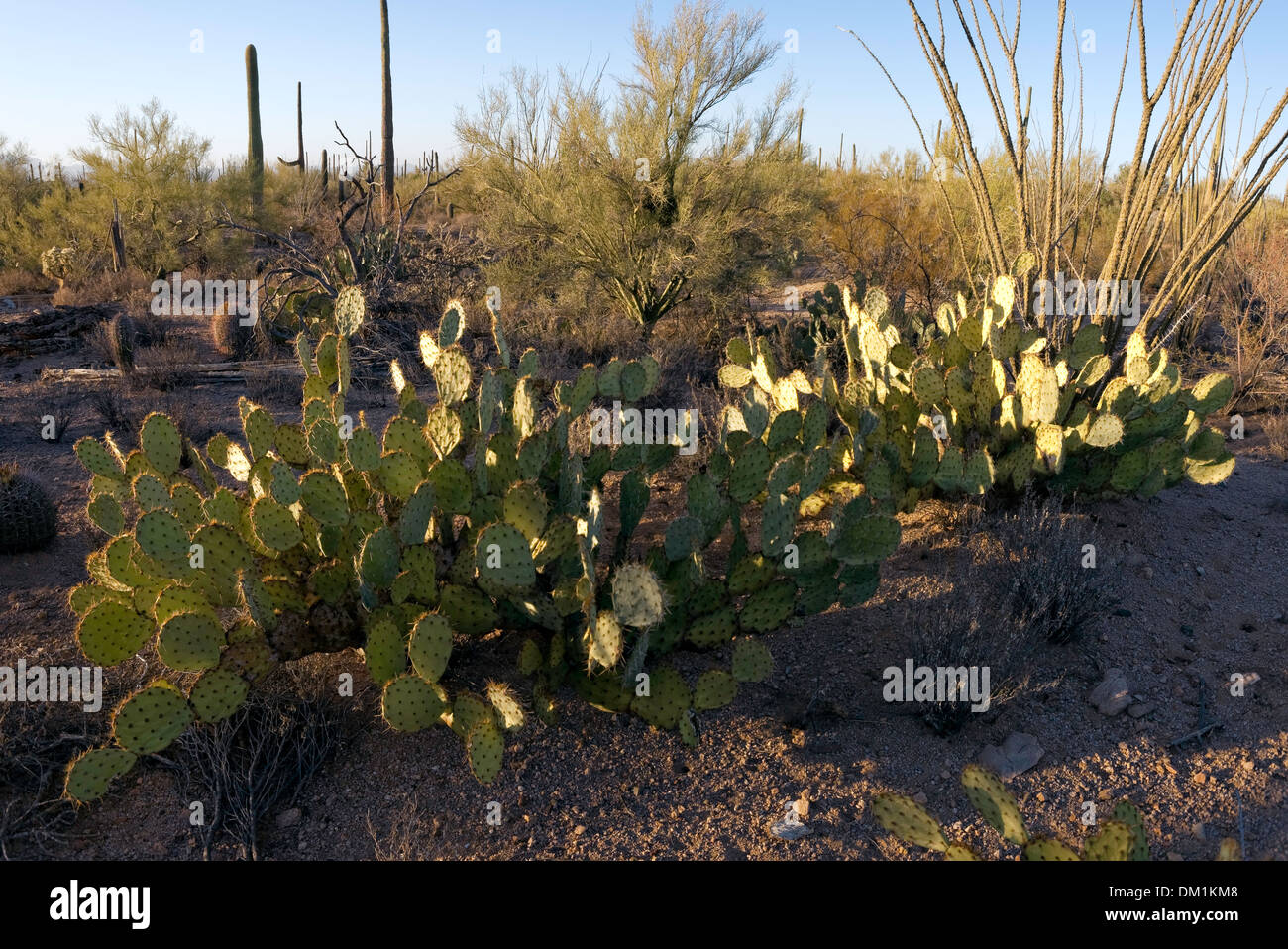Feigenkaktus (Opuntia Engelmannii), Saguaro West National Park, Tucson, Arizona Stockfoto