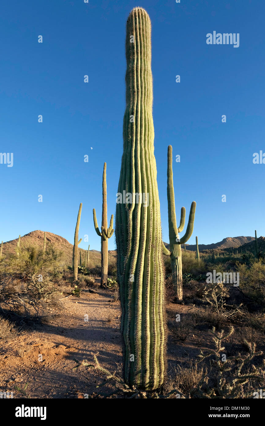 Gigantischen Saguaro Kaktus (Carnegiea Gigantea), Saguaro West National Park, Tucson, Arizona Stockfoto