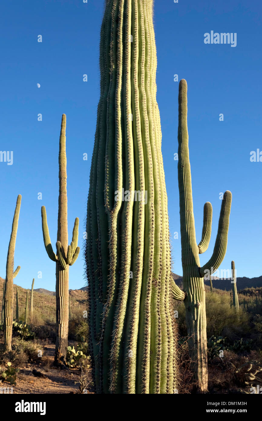 Gigantischen Saguaro Kaktus (Carnegiea Gigantea), Saguaro West National Park, Tucson, Arizona Stockfoto