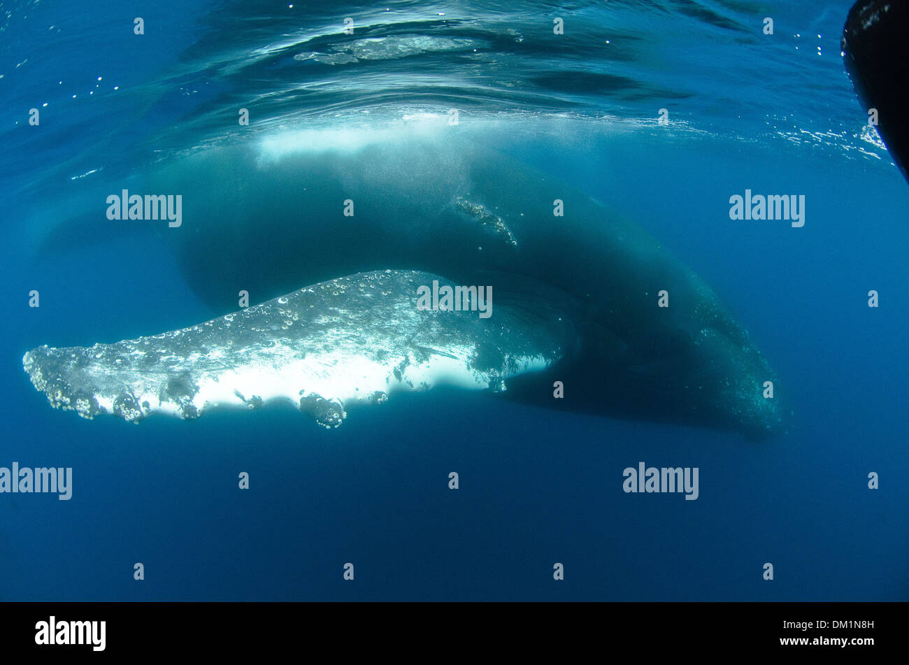 ein Buckelwal Impressionen Novaeangliae zeigt es sehr große Brust Flipper genommen Unterwasser Stockfoto