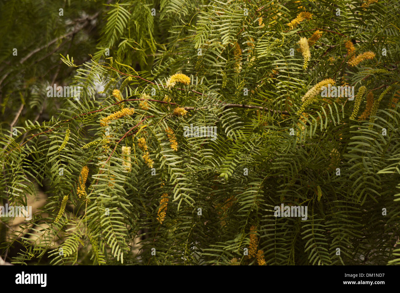 Nahaufnahme von Mesquite-Baum-Blätter und Blüten im Frühjahr. Stockfoto