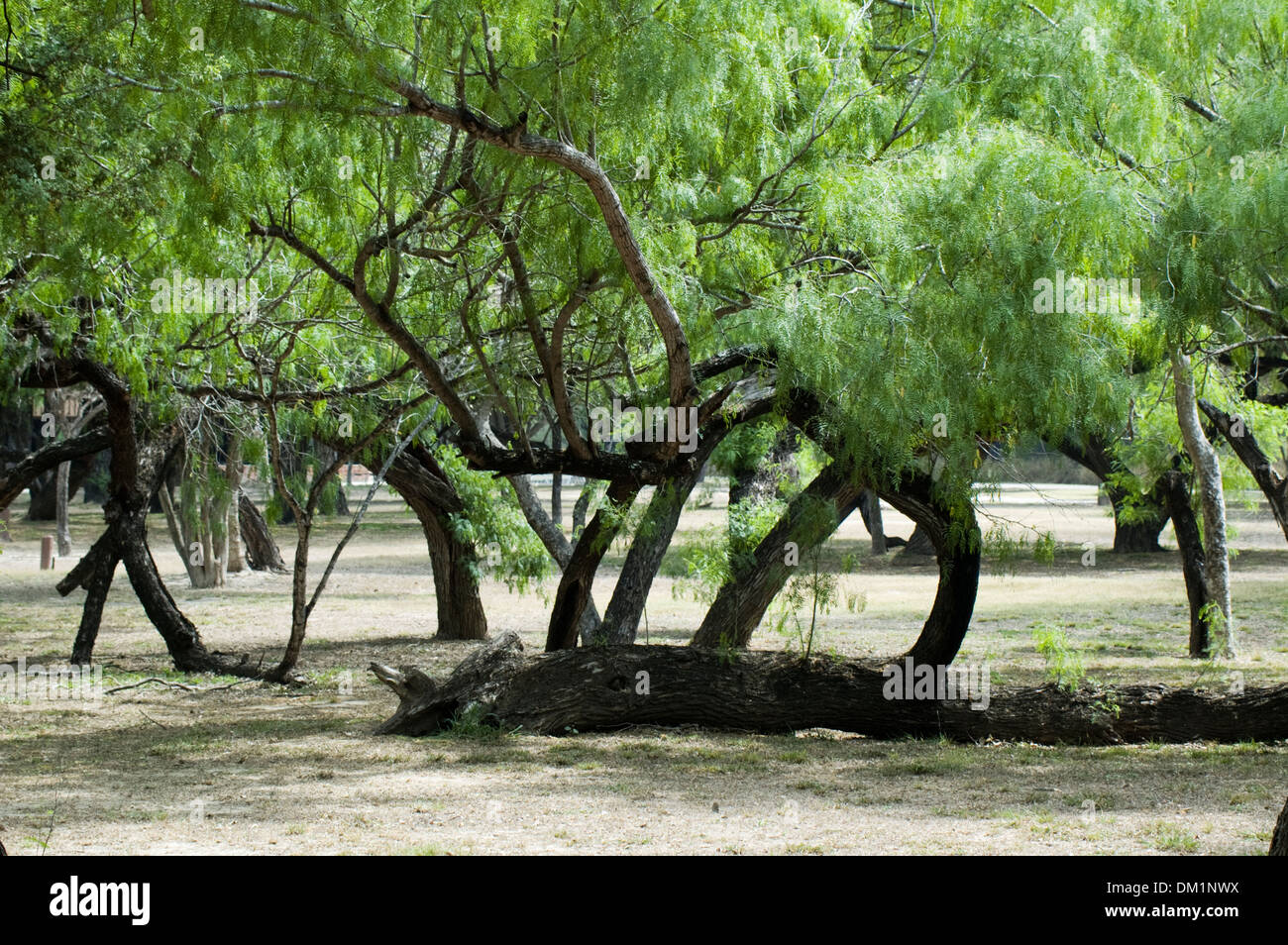 Mesquite Bäume, Bentsen Staatspark, Mission, Texas, USA Stockfoto