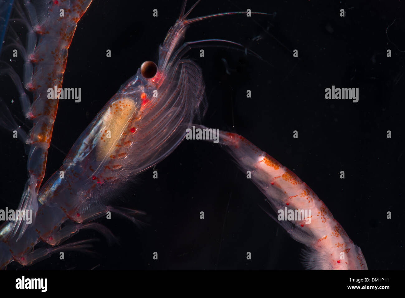 Leben antarktische Krill Euphausia Superba, die mit einem schwarzen Hintergrund Stockfoto