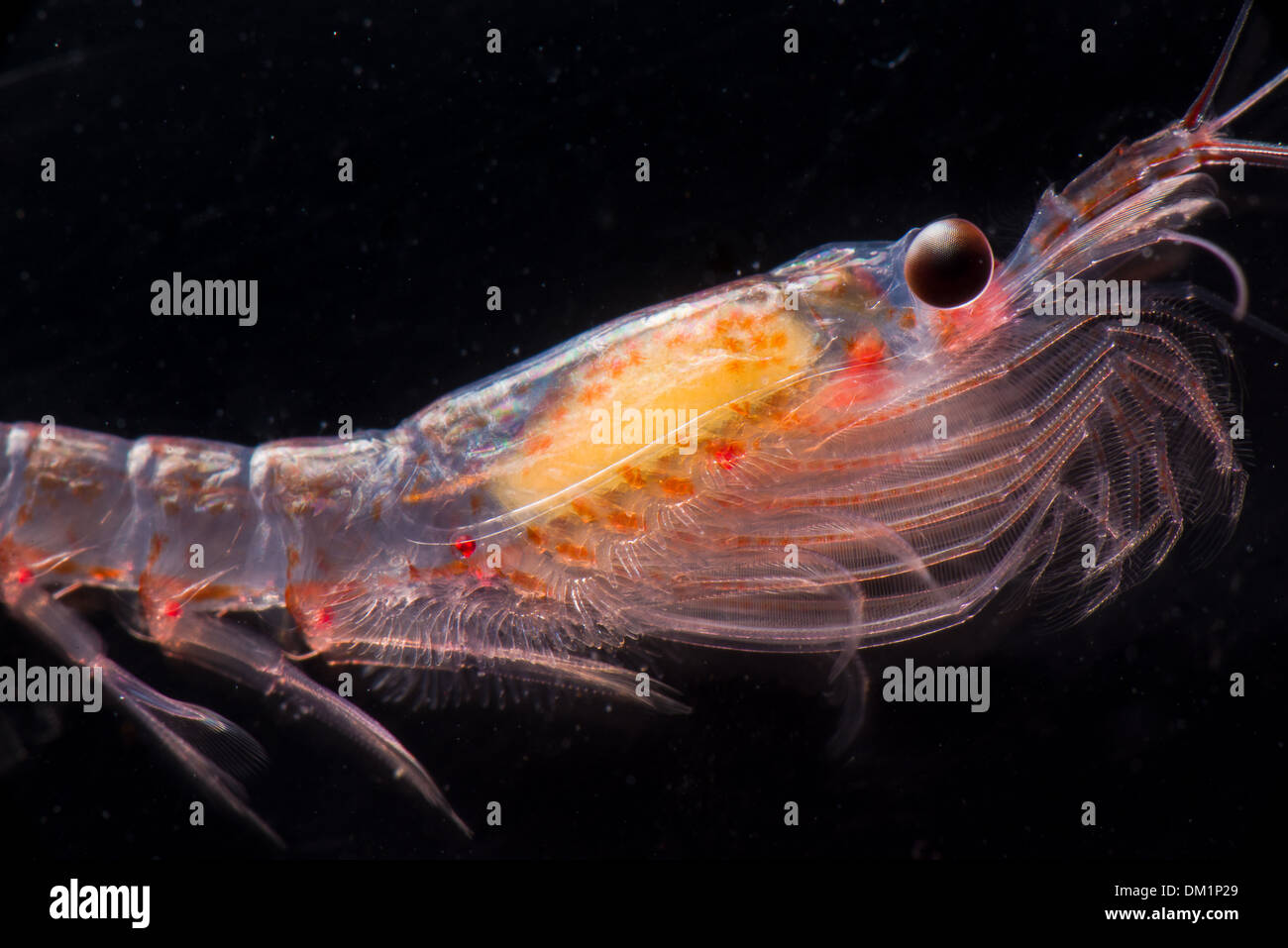 Eine lebendige antarktischen Krill Euphausia Superba, die mit einem schwarzen Hintergrund Stockfoto