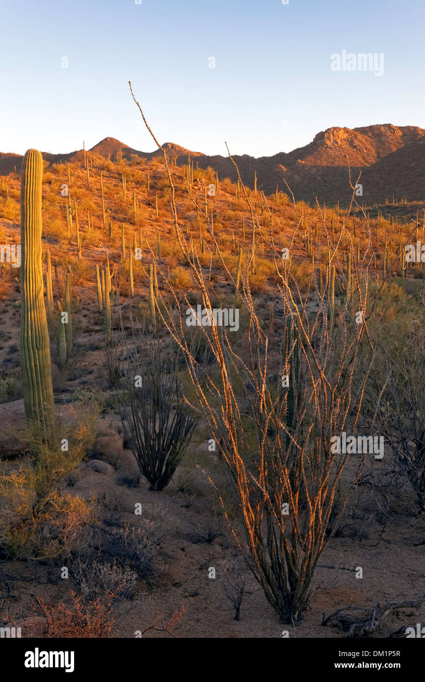 Saguaro West National Park, Tucson, Arizona Stockfoto