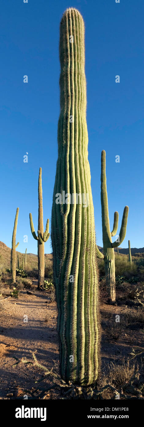 Riesigen Saguaro Kaktus (Carnegiea Gigantea) Saguaro West National Park, Tucson, Arizona Stockfoto