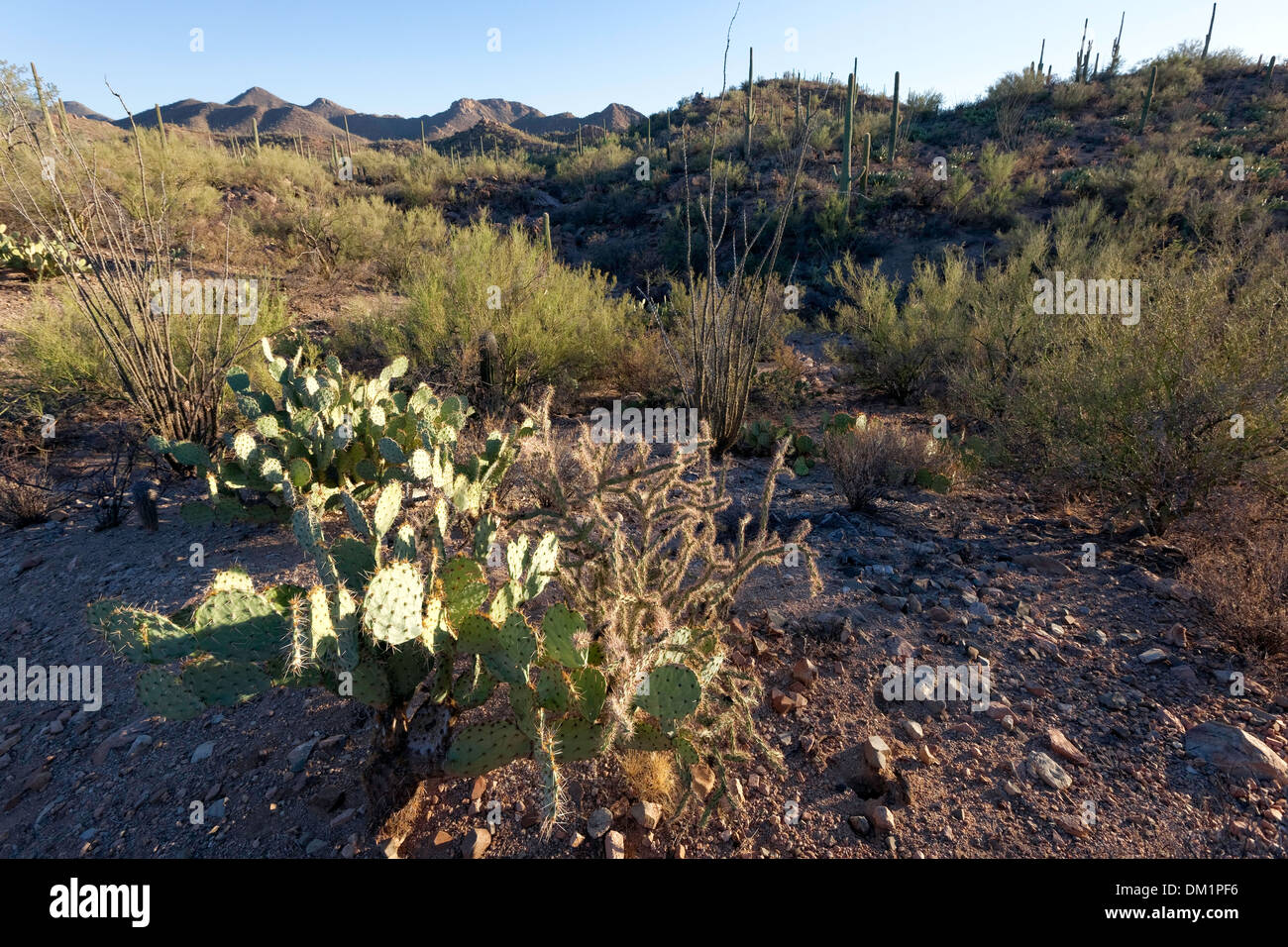 Saguaro West National Park, Tucson, Arizona Stockfoto