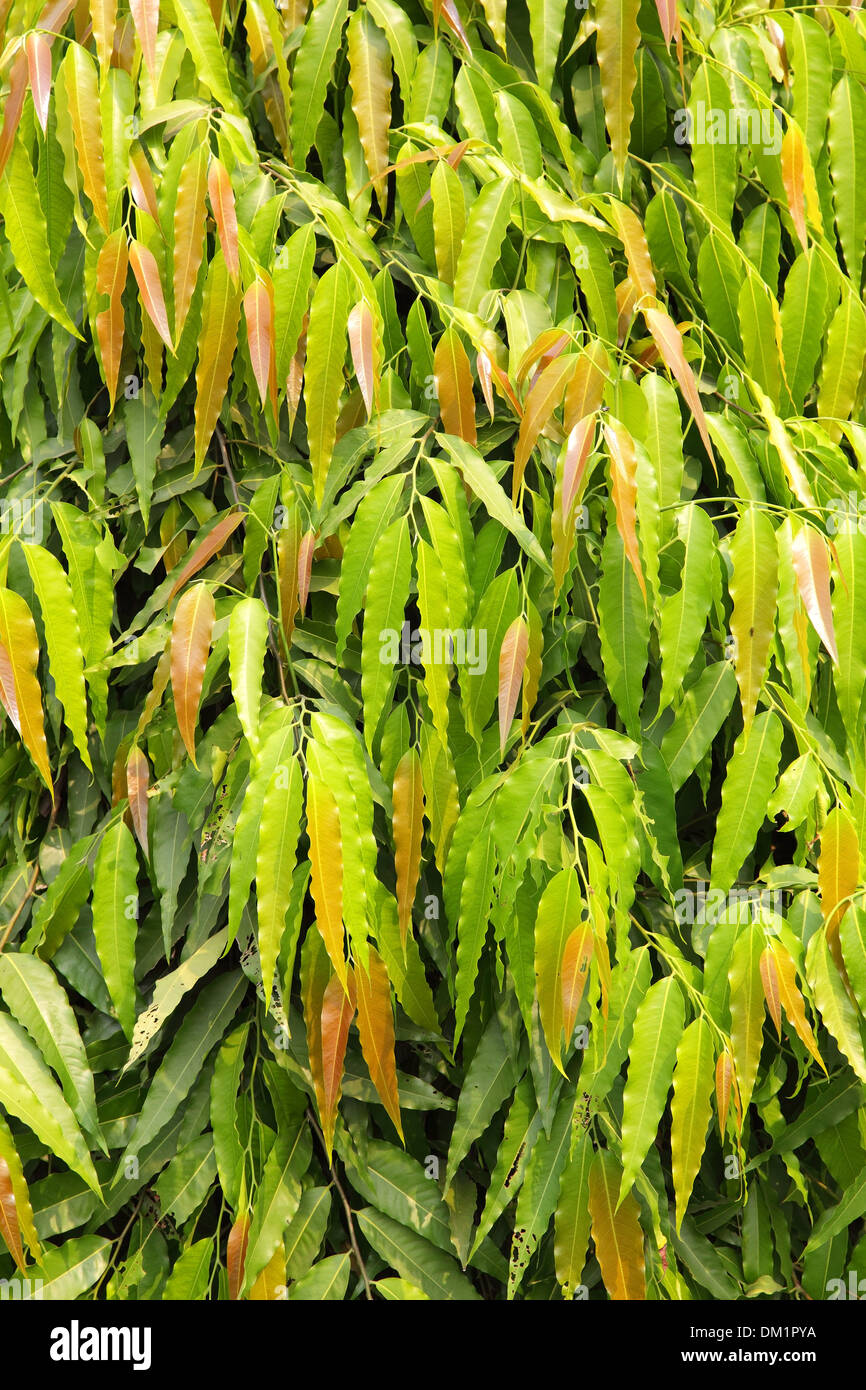 Zweig mit grünen Blättern Stockfoto
