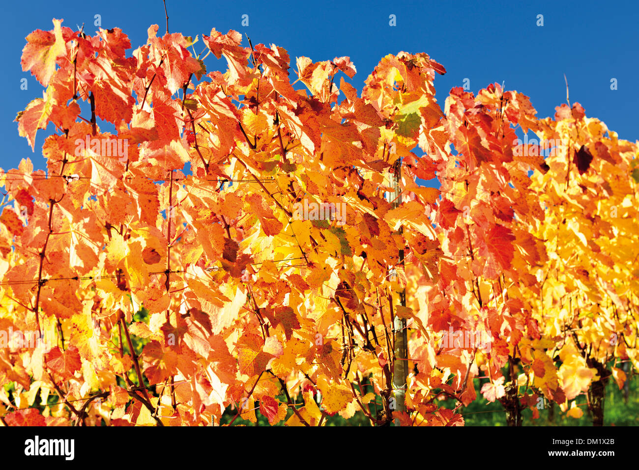 Deutschland, Baden-Württemberg: Weinblätter mit warmen Herbstfarben Weinsberg Weinberge in der letzten Oktober-Sonne Stockfoto