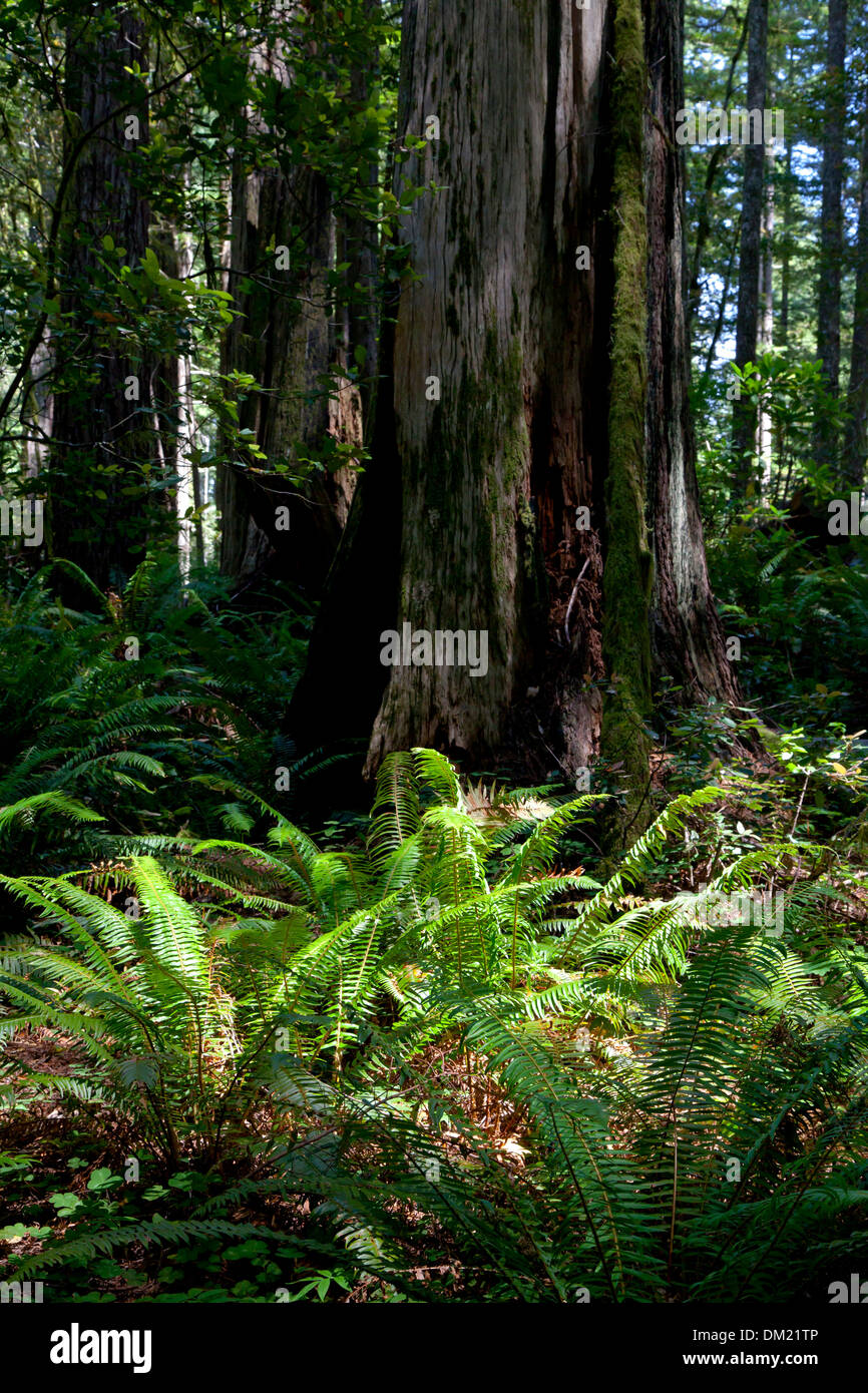 Sonnenlicht scheint auf ein Büschel von Farnen entlang des Oregon Redwoods Trail im Siskiyou National Forest in der Nähe von Brookings, Oregon. Stockfoto