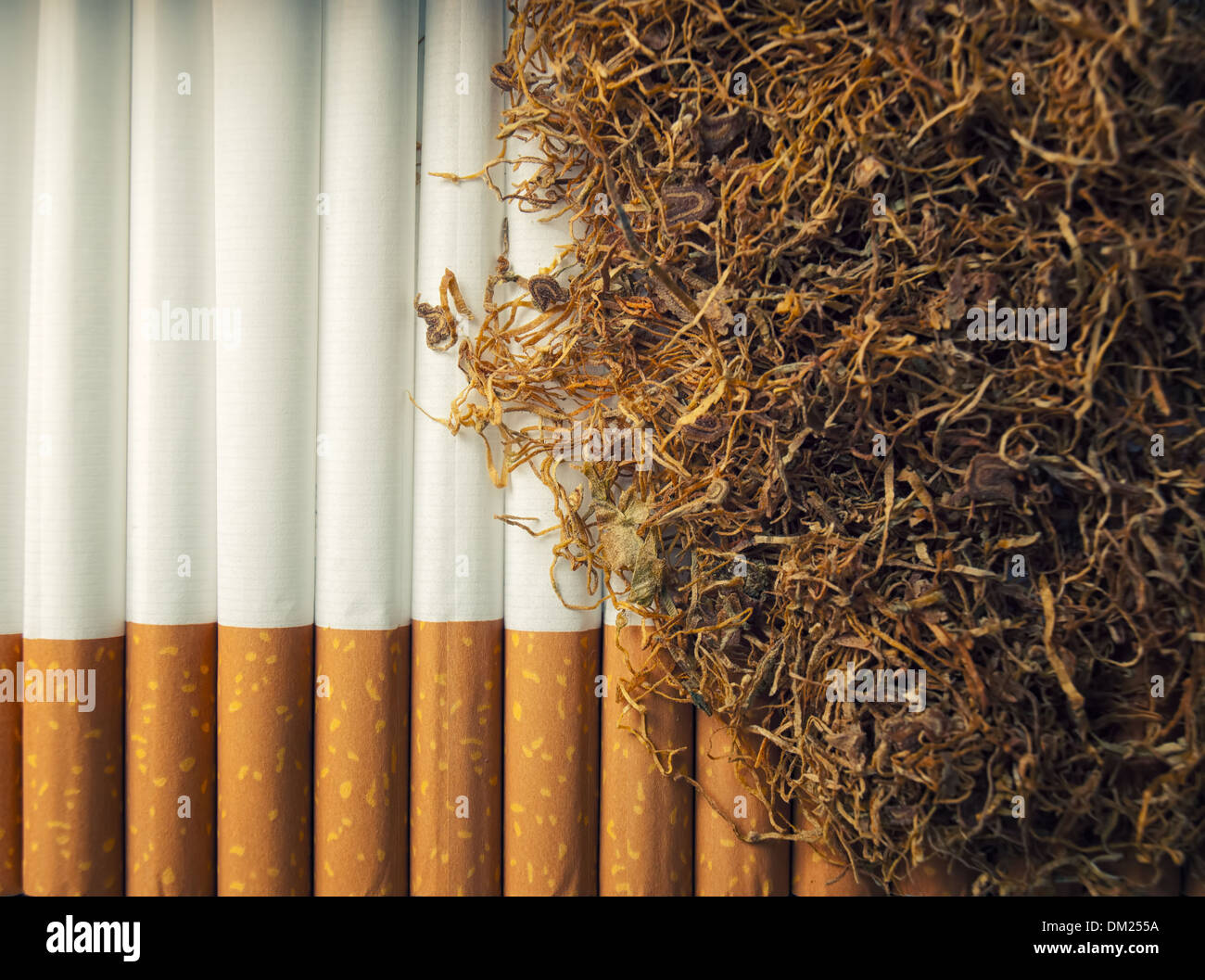 Detailansicht der Röhre Zigaretten und frischem Tabak. Stockfoto
