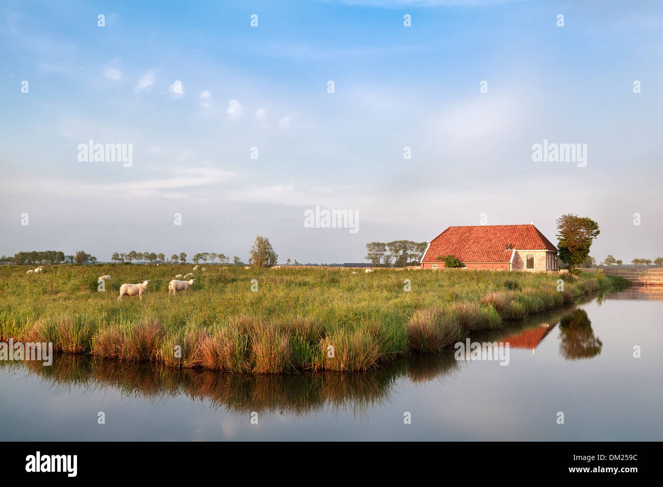 Bauernhaus und Schafe auf der Weide Fluss, Holland Stockfoto