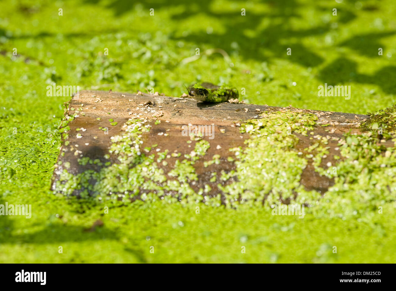 Einen europäischen Ringelnatter schwimmt durch Wasser Jagd auf Kaulquappen in freier Wildbahn. Stockfoto