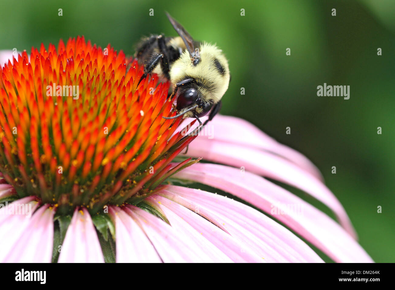 Hummel auf Sonnenhut Stockfoto