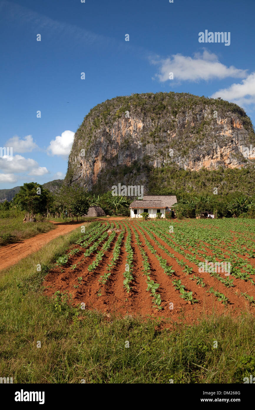 Kuba, Tabak-Plantage, Feld und Hof, Tal von Vinales, Kuba Karibik Stockfoto