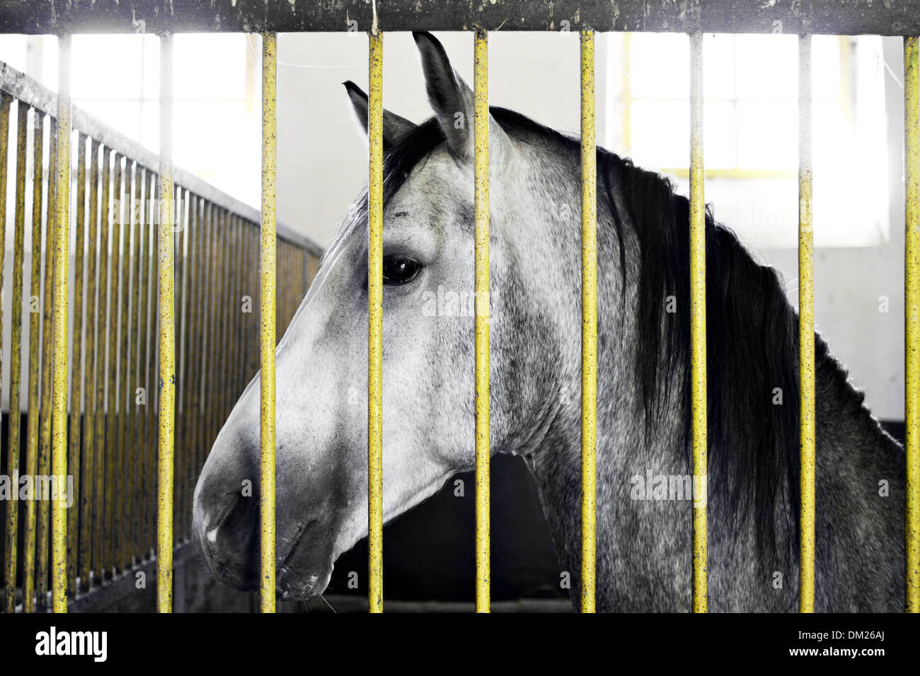 Schönes Pferd Behinde gelben Balken in einem Stall Stockfoto