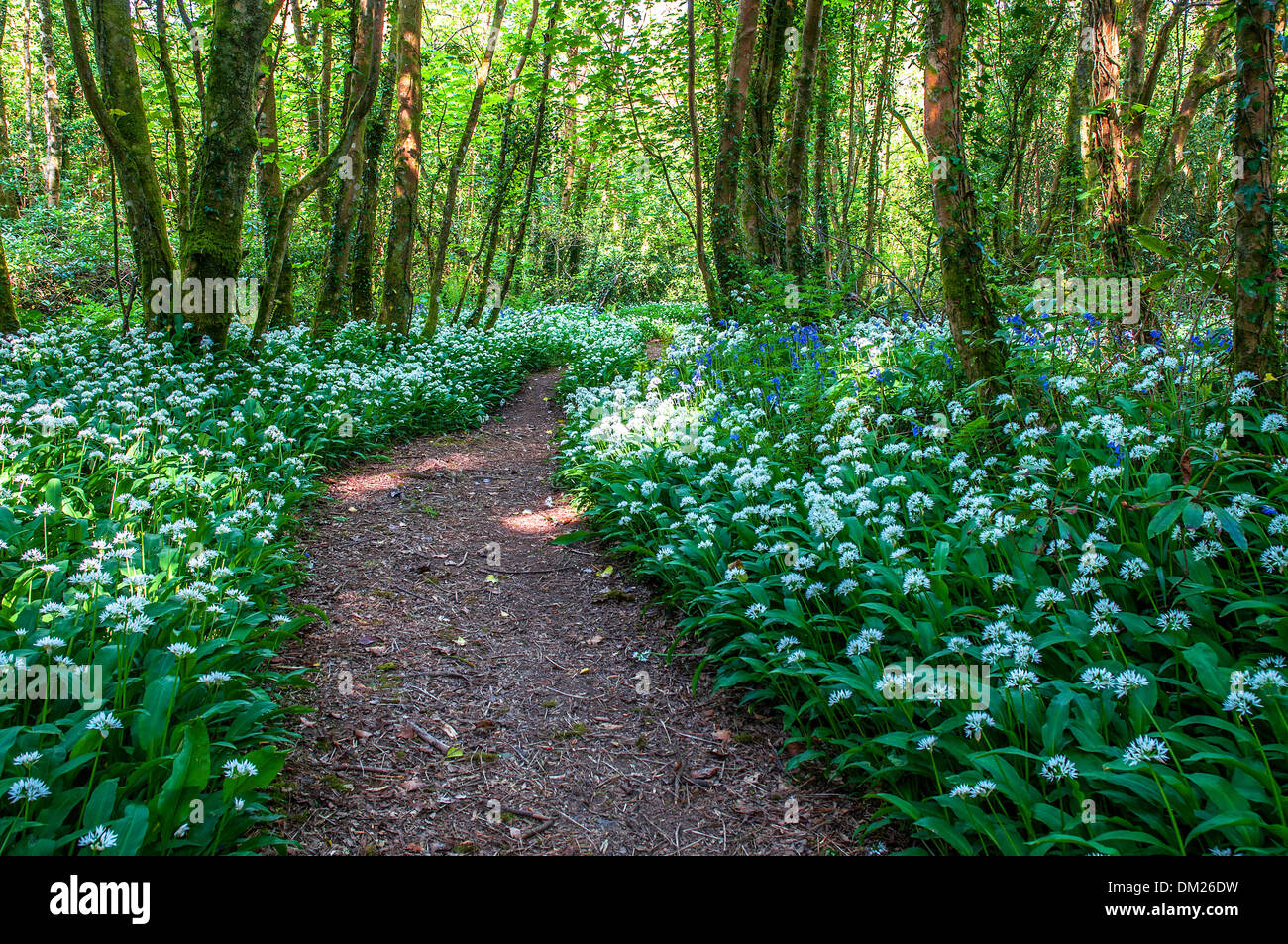 ein Wald Wanderweg umgeben von wildem Knoblauch Stockfoto