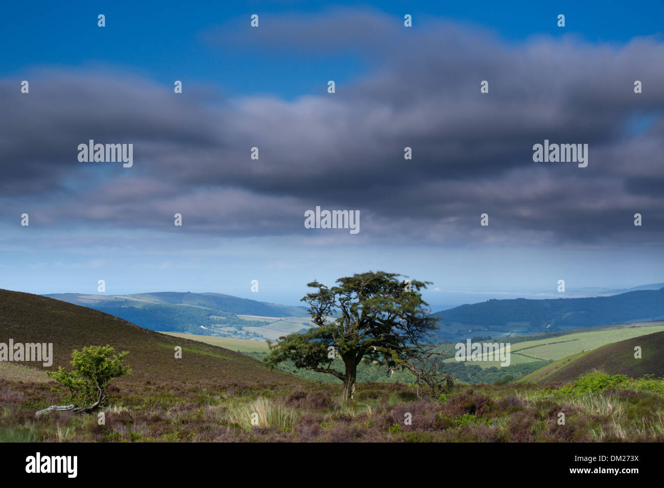 ein Baum auf Porlock Common, Exmoor, Somerset, England Stockfoto