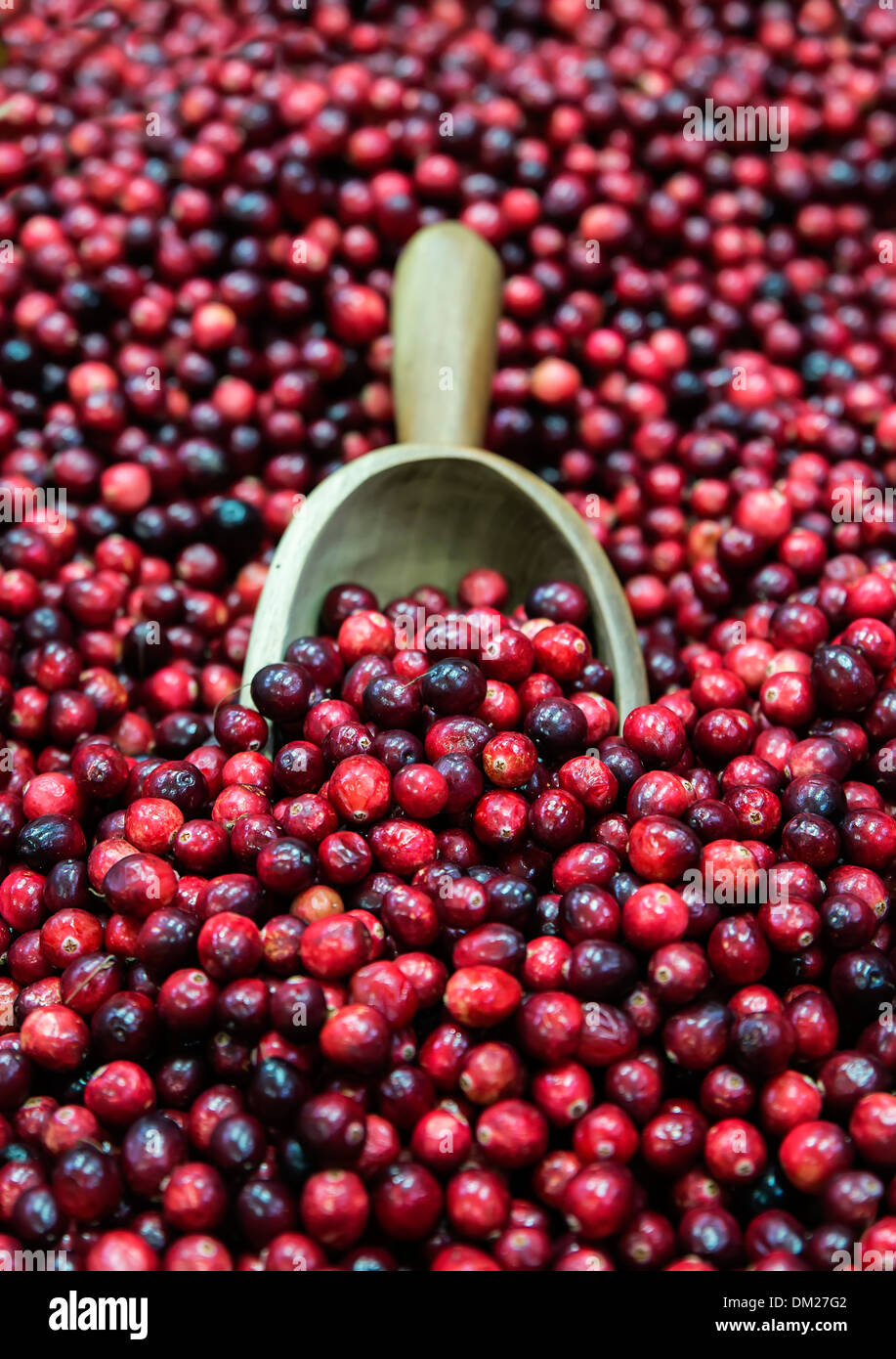 Frische Cranberries in einen Bauernmarkt. Stockfoto