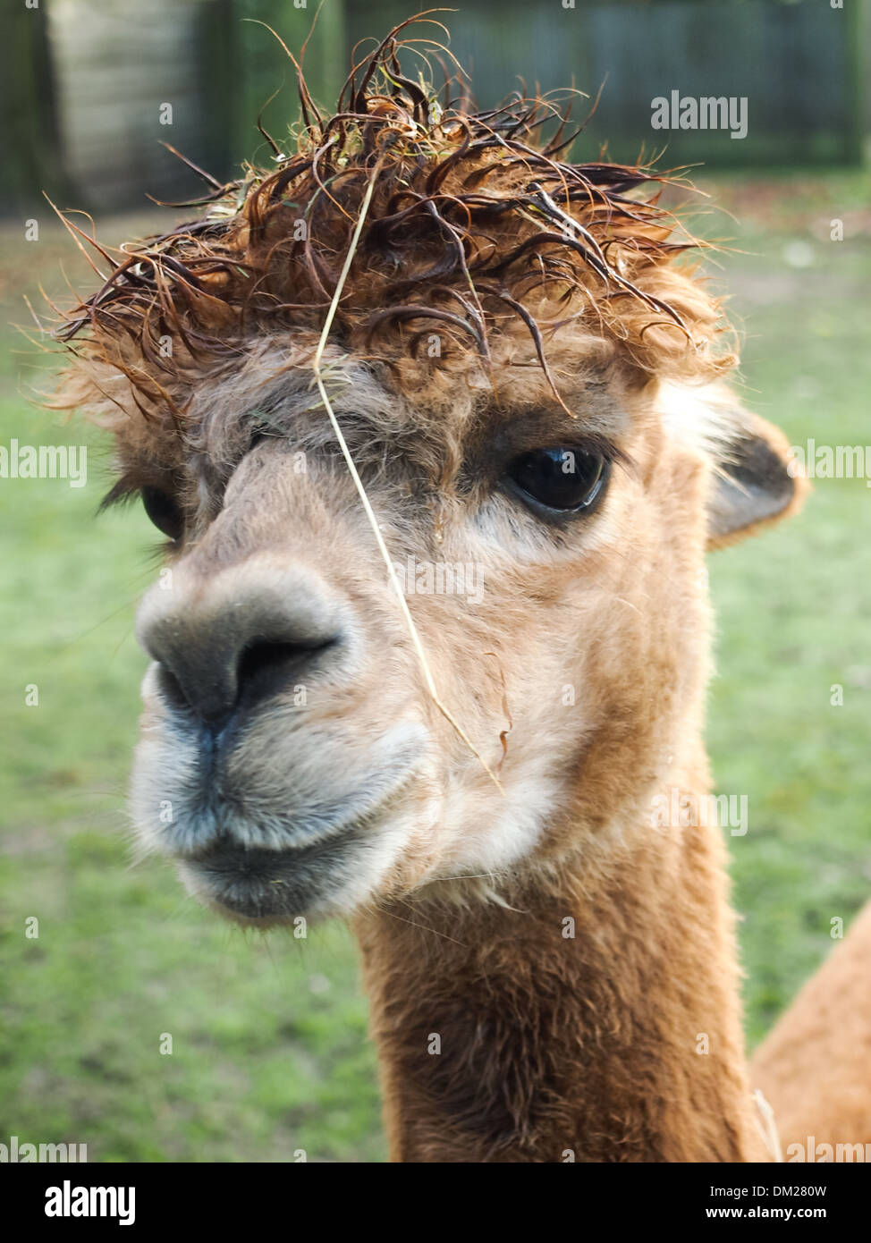 Nahaufnahme des Kopfes ein Lama mit chaotisch nassen Haaren an der Spitze Stockfoto