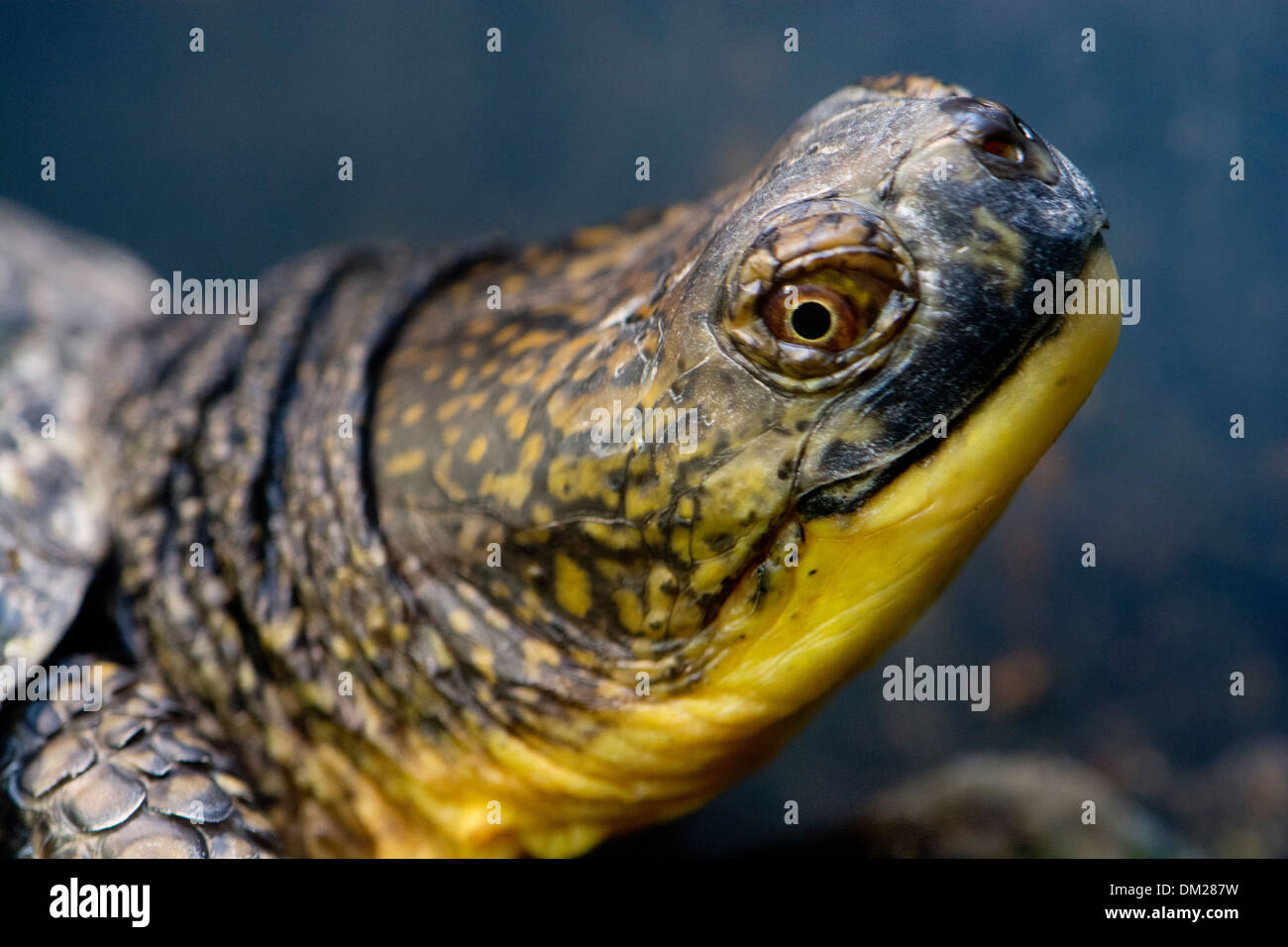 Nahaufnahme einer Blanding Schildkröte Stockfoto