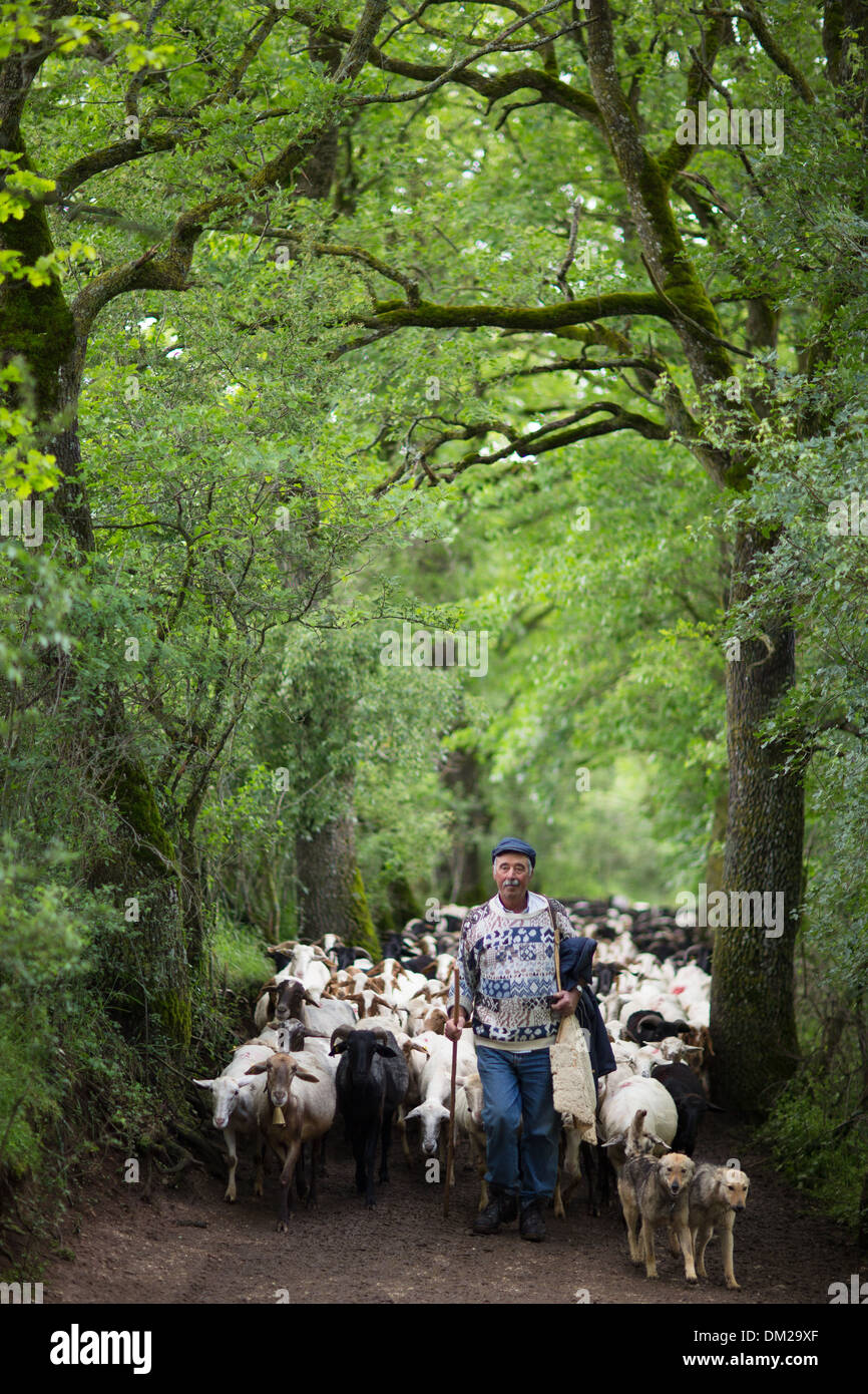 Santino bringt die Herde nach Hause, Campi, Valnerina, Umbrien, Italien Stockfoto