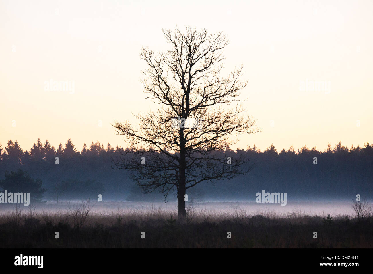 Landschaft mit tief hängenden Nebel bei "de Malpie" in Nord-Brabant in den Niederlanden Stockfoto