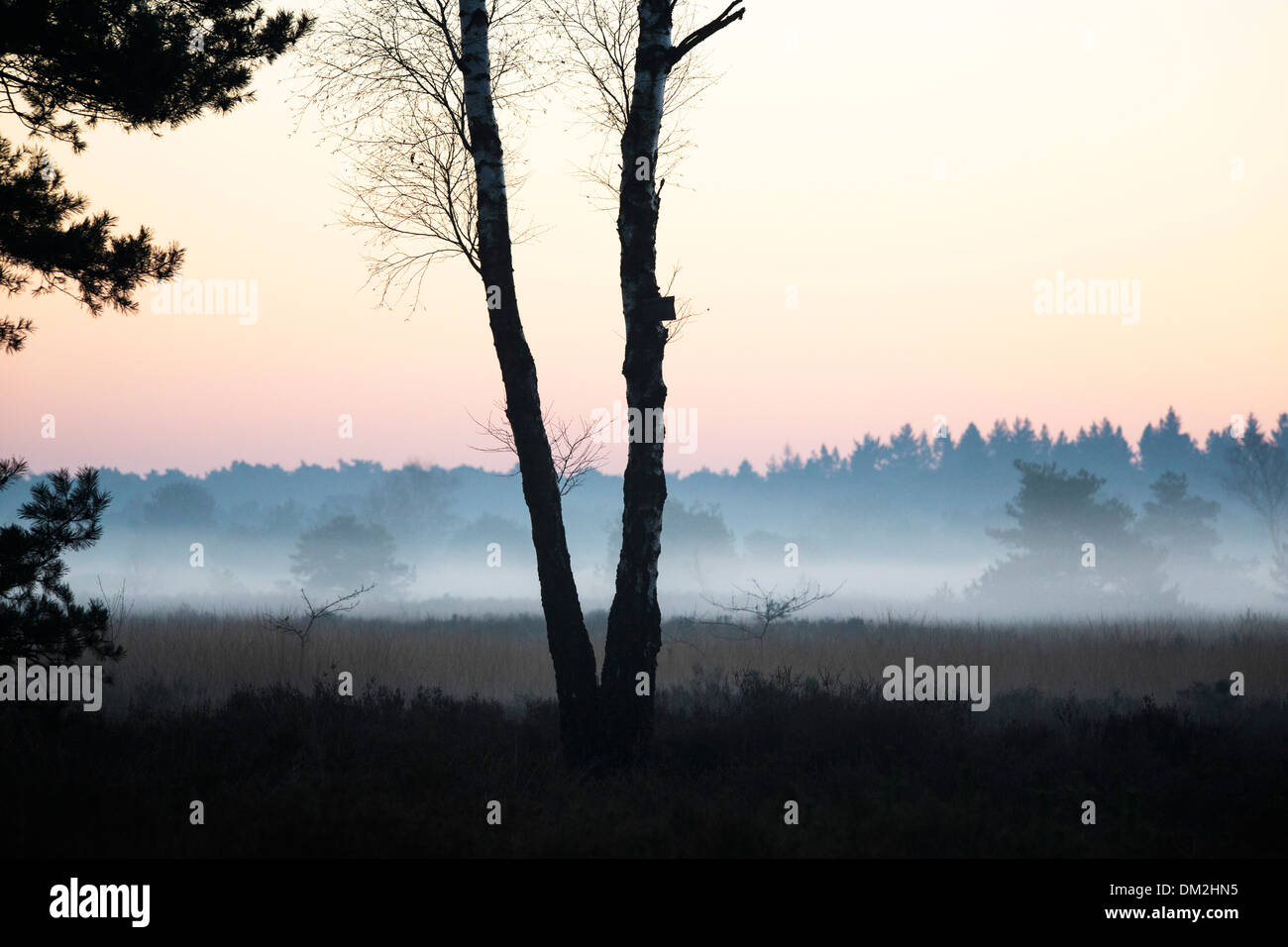 Landschaft mit tief hängenden Nebel bei "de Malpie" in der Provinz Nord-Brabant in den Niederlanden Stockfoto